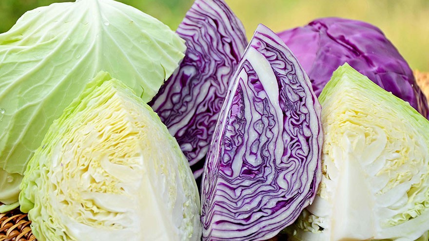 Red vs. Green Cabbage