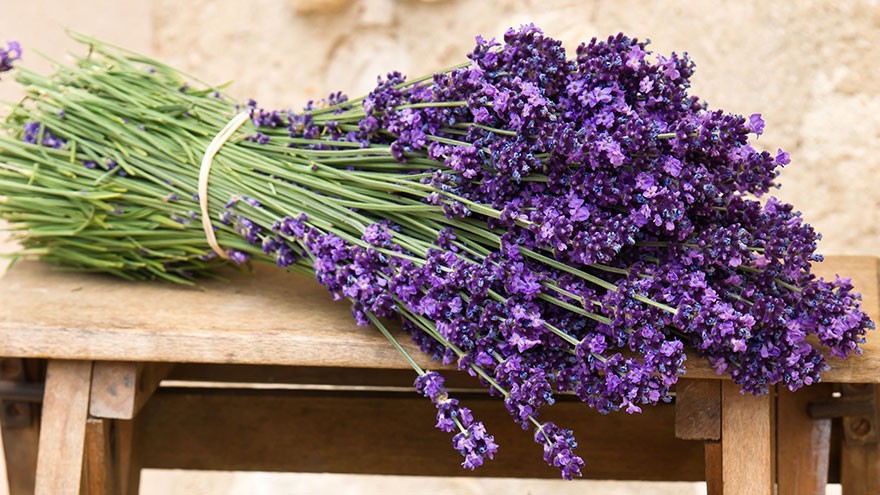 The History of Lavender
