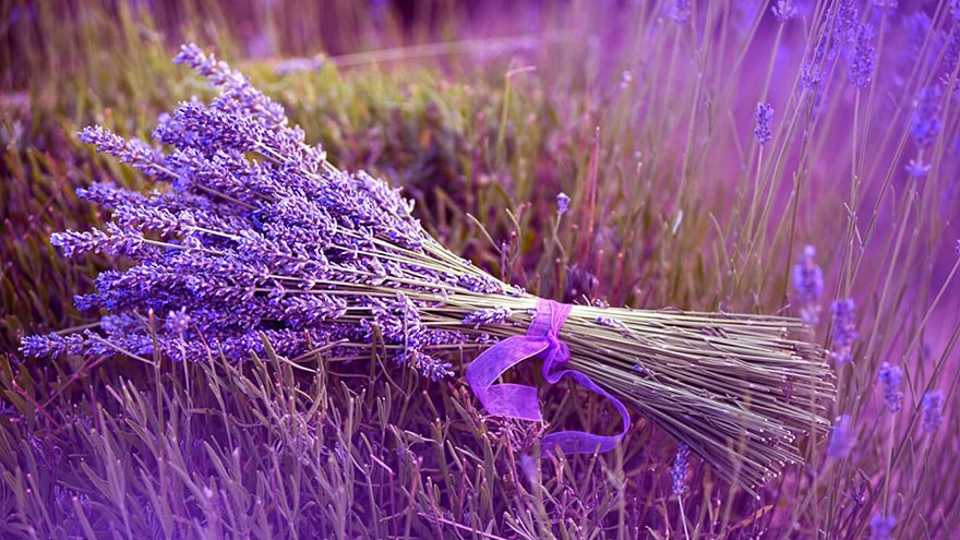 The History of Lavender