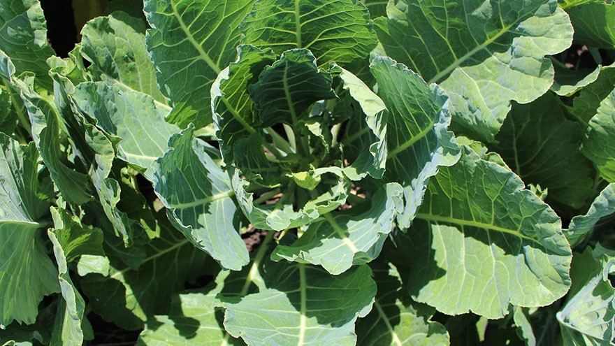 Collards