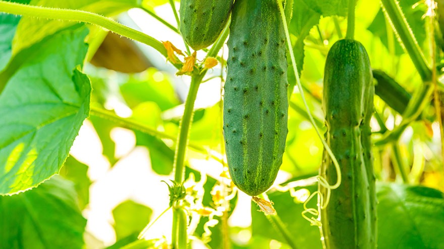 Cucumbers