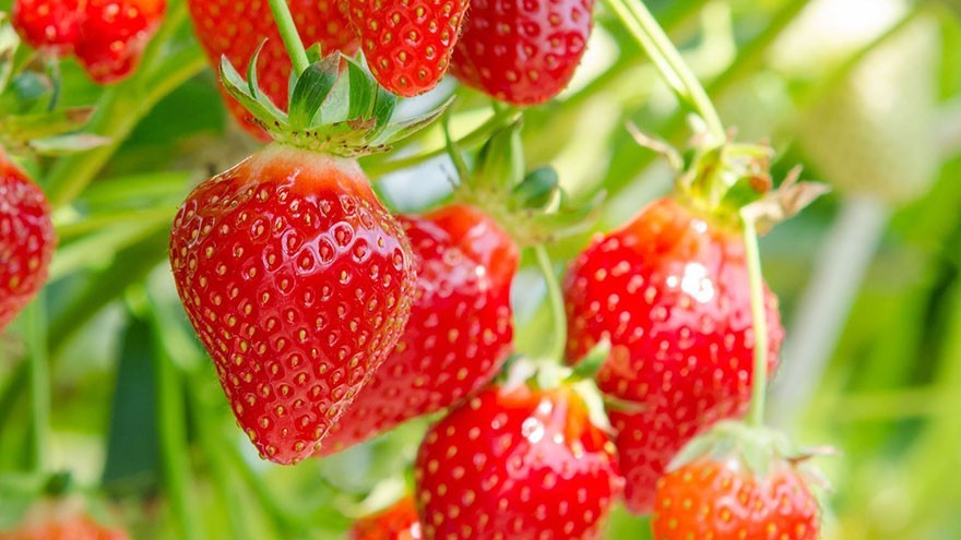 Top 10 Summer Fruits & Vegetables | Our Deer