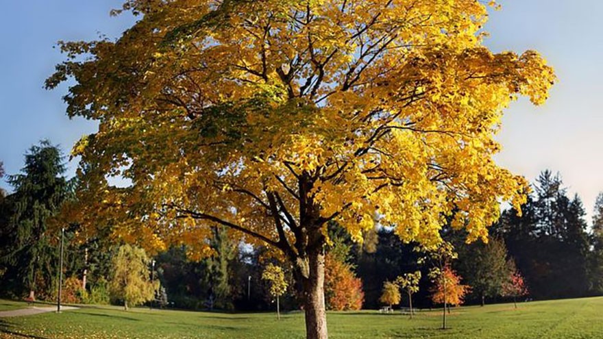 Tulip Poplar