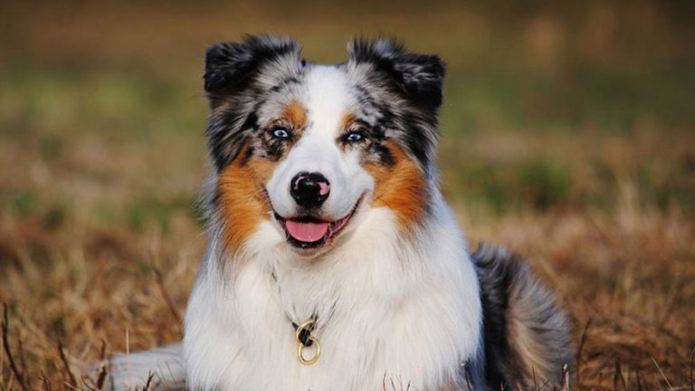 Australian Shepherd Breed Information | Our Deer