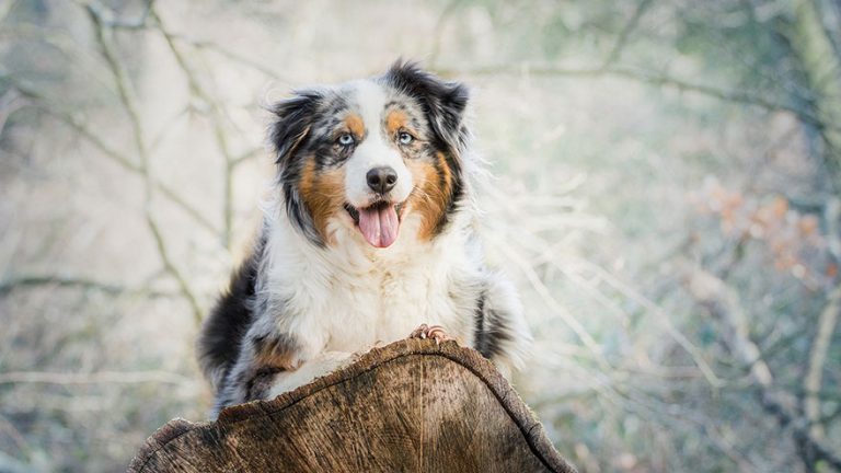 Australian Shepherd Breed Information 