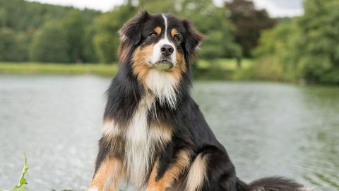 Australian Shepherd Health Guide | Our Deer