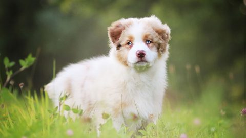 Australian Shepherd Training Guide | Our Deer