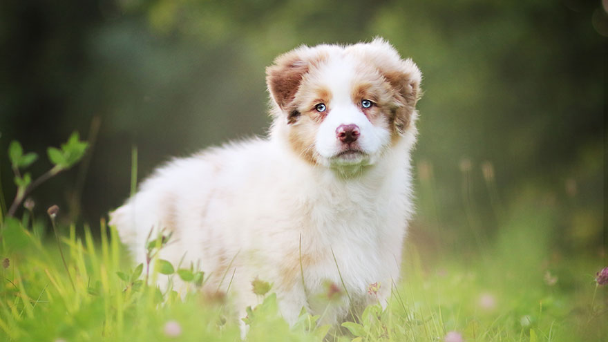 Australian Shepherd Training Guide