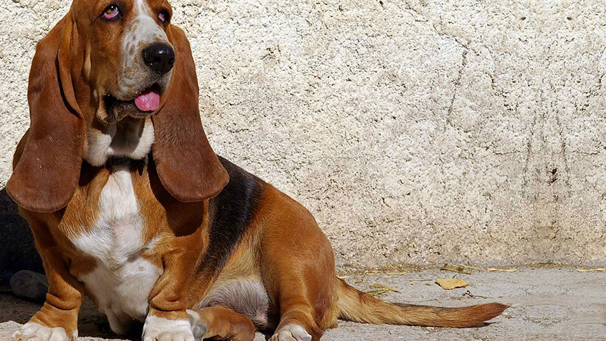 Basset Hound Temperament