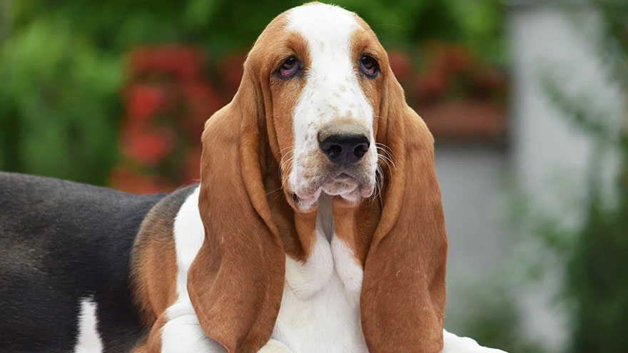 Basset Hound Feeding and Grooming Requirements