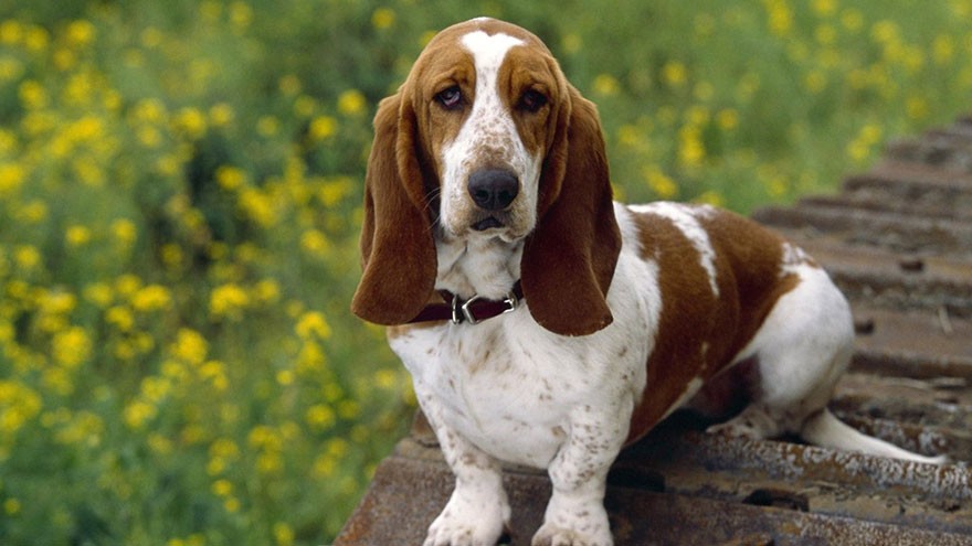 Basset Hound Exercise Needs