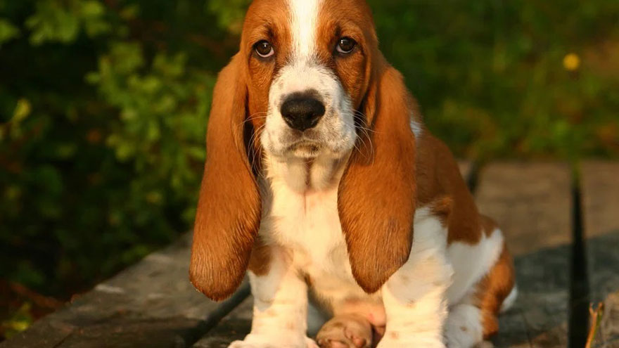 Basset Hound Size and Color