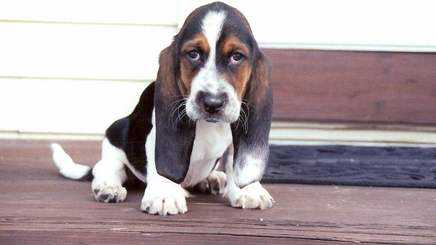 Basset Hound Health