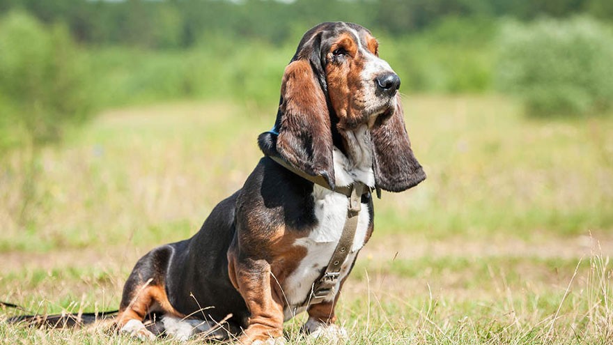 Basset Hound Questions