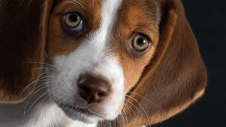 Beagle Feeding and Grooming Requirements