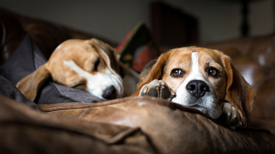 Beagle Health Guide