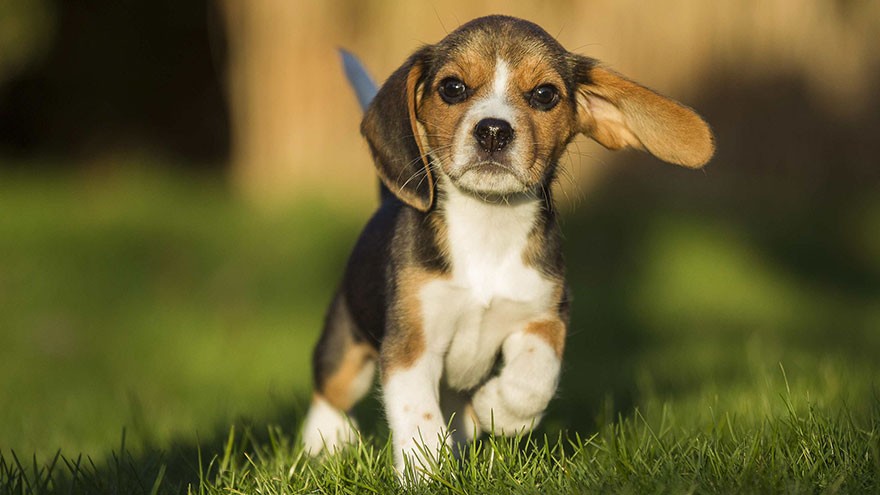 Beagle Training Guide