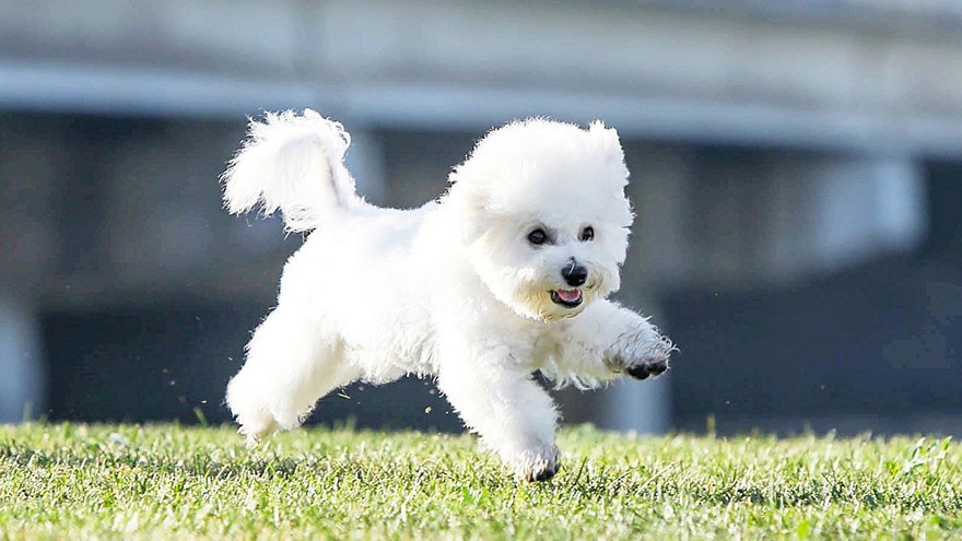 Bichon Frise Feeding