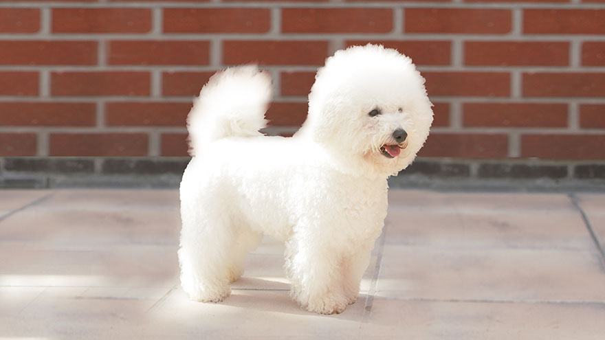 Bichon Frise Health Guide