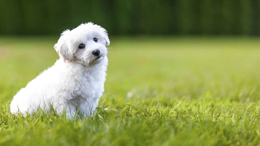 Bichon Frise Size and Color