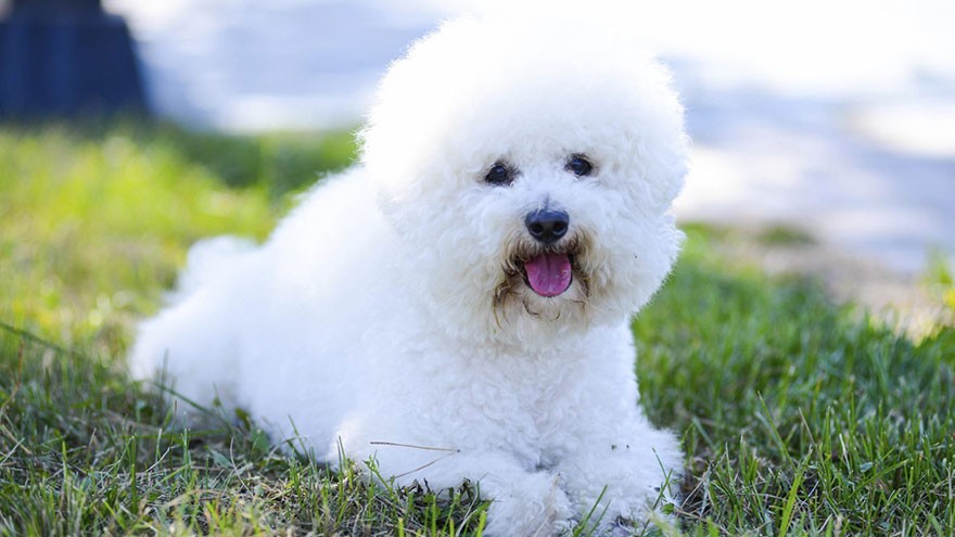 Bichon Frise Temperament