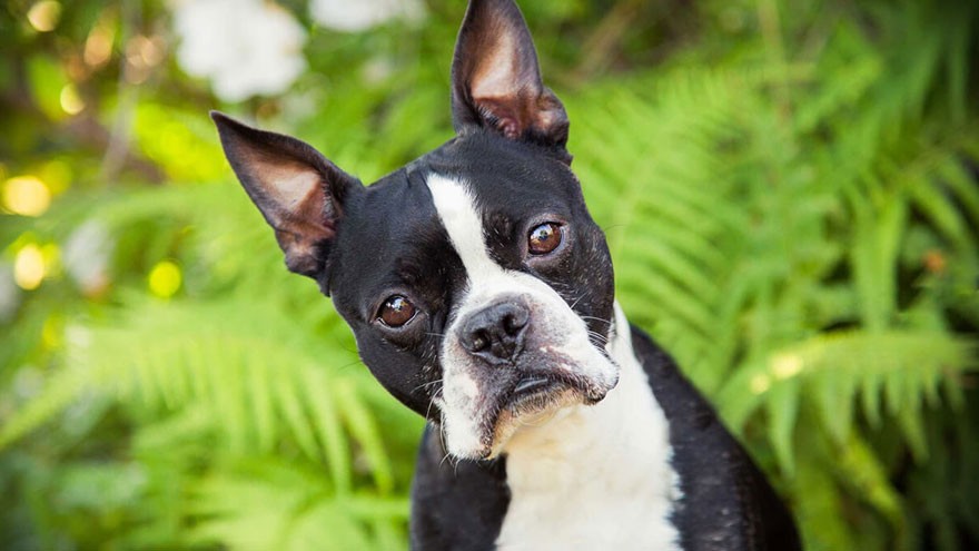 Boston Terrier Feeding and Grooming Requirements
