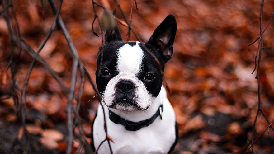 Boston Terrier Size and Color