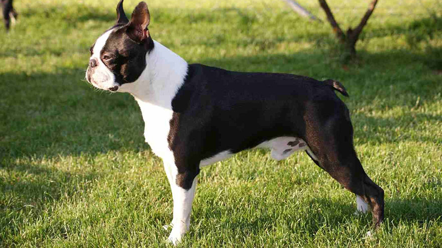 Boston Terrier Training Guide