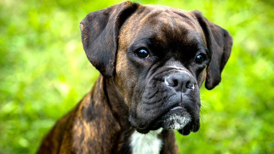 Boxer : 10 Most Common Questions | Our Deer