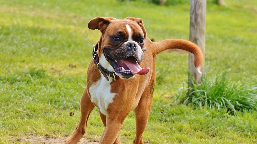 Boxer Breed Information | Our Deer