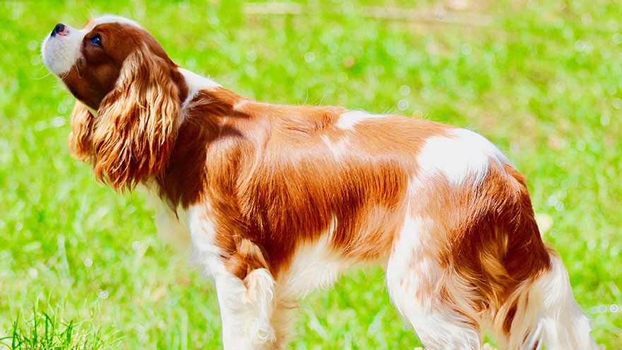 Brittany Spaniel Exercise Needs