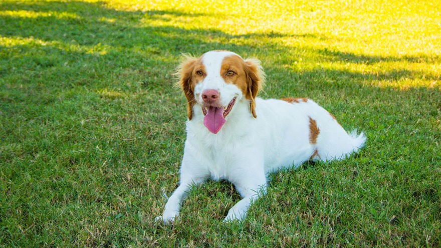 Brittany Spaniel Feeding