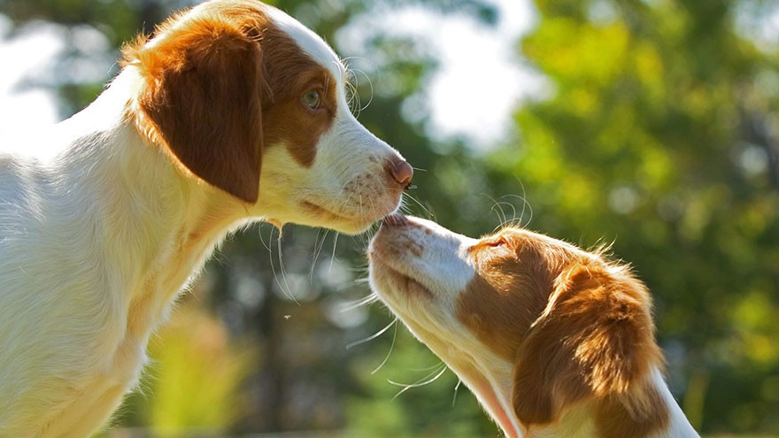 Brittany Spaniel Health