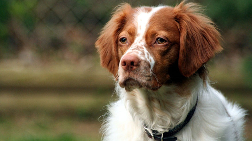 are brittany spaniels easy to train