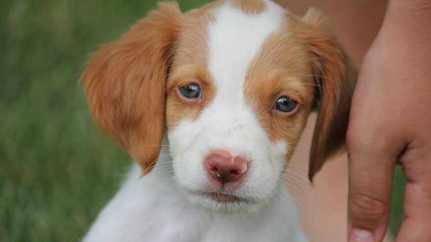 Brittany Spaniel Size and Color