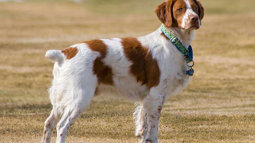 Brittany Spaniel Temperament