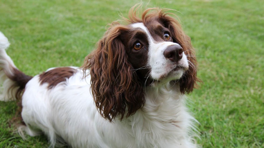 Brittany Spaniel Training