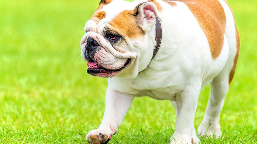 Bulldog Breed Information | Our Deer