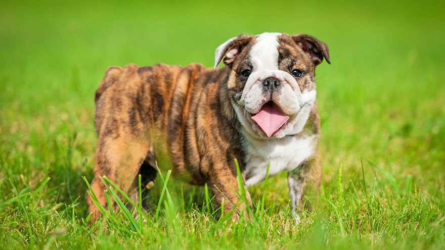 Bulldog : 10 Most Common Questions