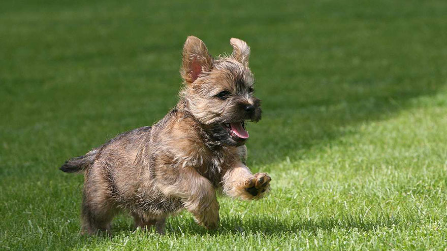 Cairn Terrier Exercise Needs