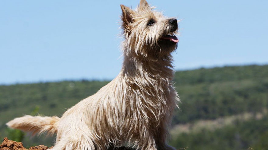 Cairn Terrier Feeding and Grooming Requirements