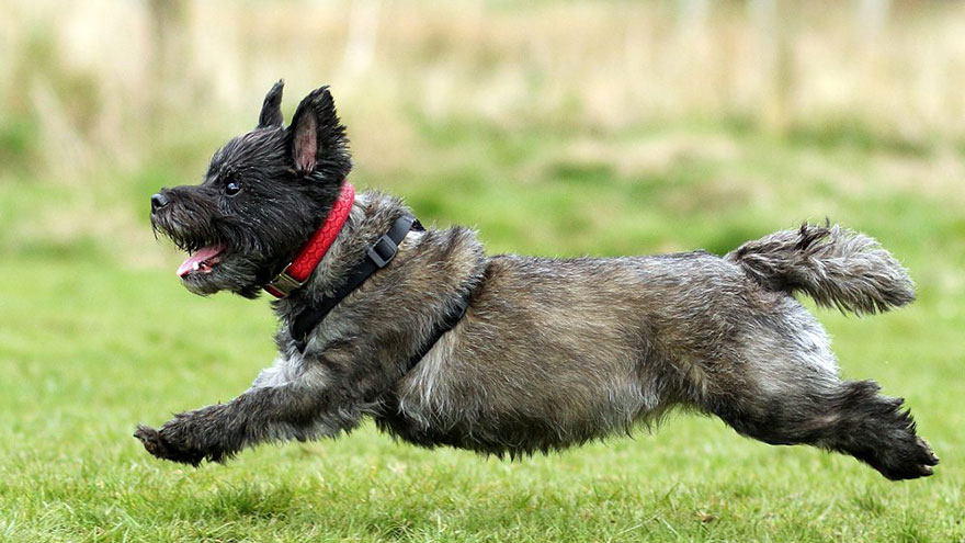 Cairn Terrier Health Guide