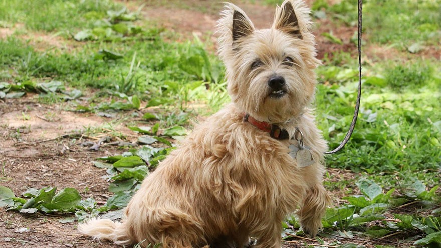 Cairn Terrier Size and Color