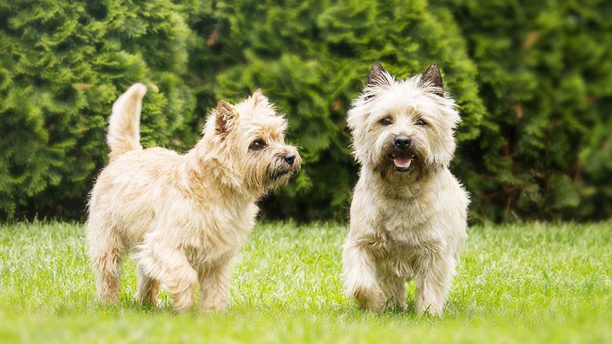 Cairn Terrier Breed