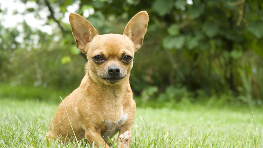 Chihuahua Breed Information
