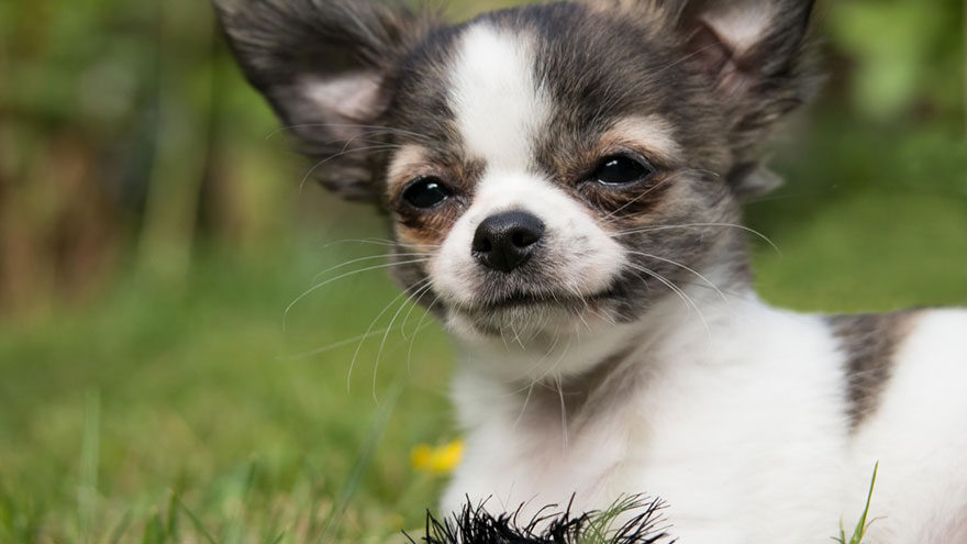 Chihuahua Feeding and Grooming Requirements