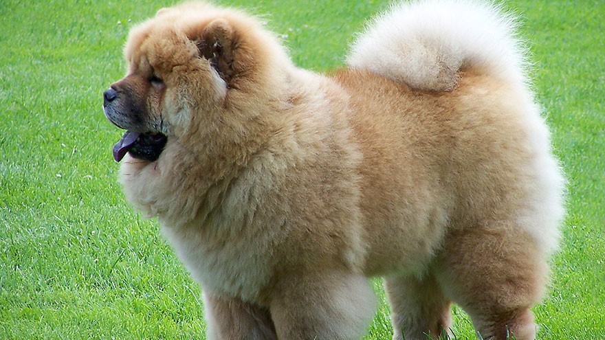 Chow Chow Breed Information