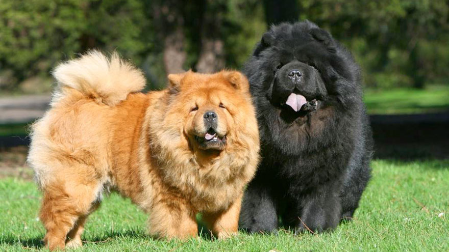 Chow Chow Exercise Needs