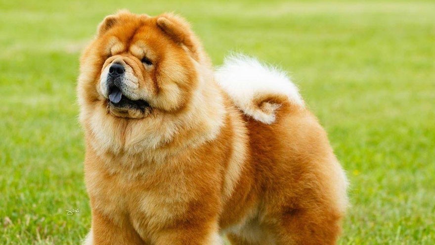 Chow Chow Feeding and Grooming Requirements
