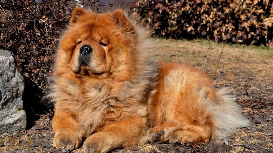 Chow Chow Health Guide